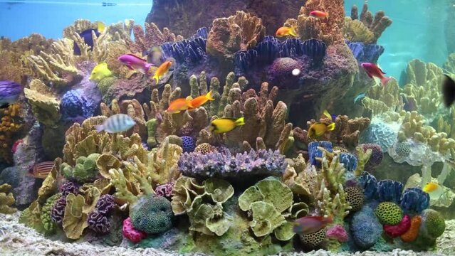 Beautiful bright fishes swim among corals in aquarium