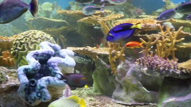 Beautiful bright fishes swim among corals in big aquarium