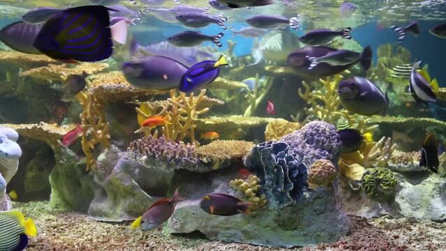 Beautiful tropical fishes swim among corals in big aquarium
