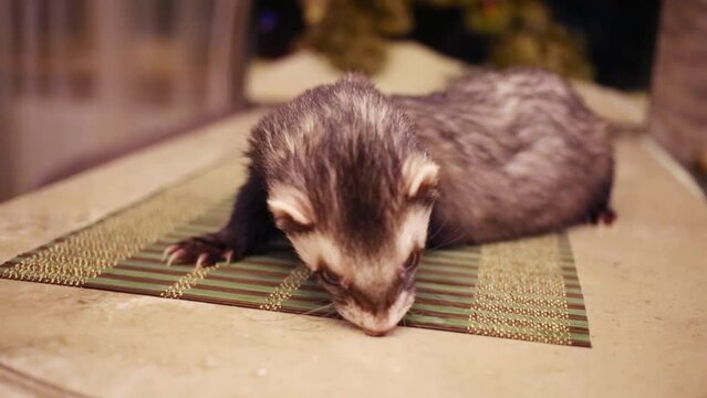 Close up portrait of funny ferret eating grape at table in home