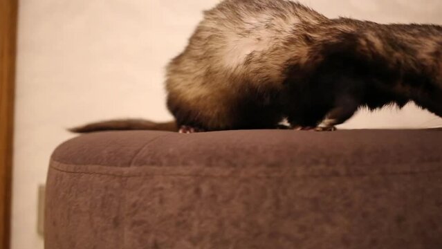 Close up of funny ferret sitting on soft ottoman in home