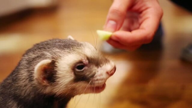 Close up portrait of funny ferret eating from hand of owner in home