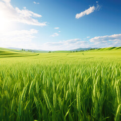 Green wheat agriculture field