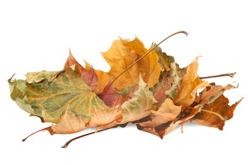 Autumn season. Pile of dry maple leaves isolated on white