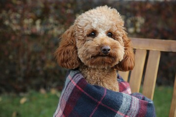 Cute fluffy dog wrapped in blanket outdoors. Space for text