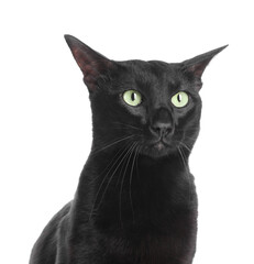 Adorable black cat with green eyes on white background. Lovely pet