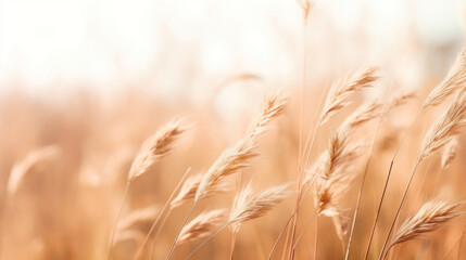 A dry grass and summer season, soft golden bokeh background