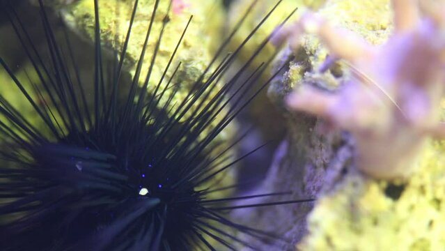 Sea urchin move their tentacles and waving in water of aquarium.
