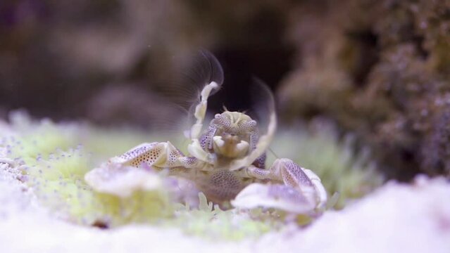Little crab feeds at sand bottom of marine aquarium.