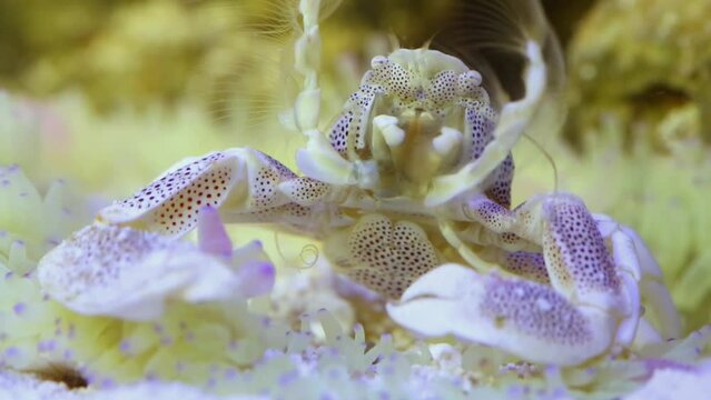 Closeup little crab feeds at sand bottom of marine aquarium.