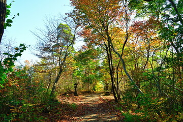 Naklejka premium 秋の弥彦もみじ谷（新潟県）