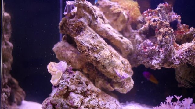 Fishes and invertebrate animals at coral in marine aquarium.