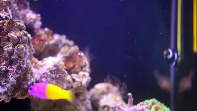 Royal dottyback and other fishes in marine aquarium.