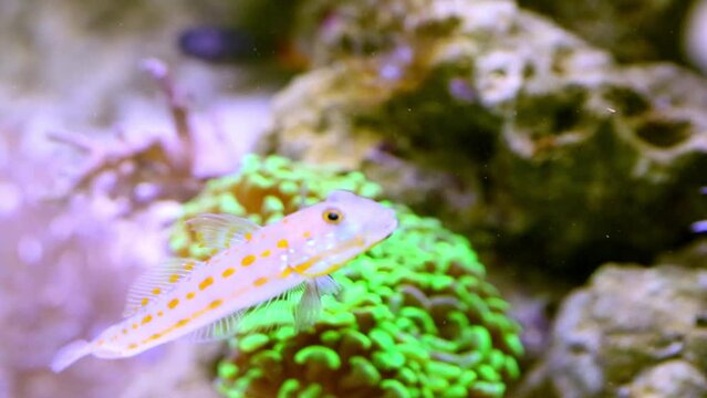 Speckled sandperch feeds in water of marine aquarium.