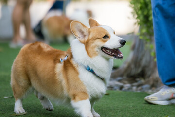Happy white corgi puppy in the garden, tongue out, surrounded by green grass