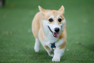 Happy white corgi puppy in the garden, tongue out, surrounded by green grass