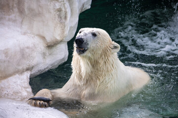 Tokyo, Japan, 31 October 2023: Polar Bear Swimming at Ueno Zoo.