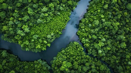  an aerial view of a river in the middle of a forest with a river running through the middle of the forest, surrounded by lush green trees and blue water.