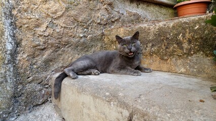 A gray cat resting peacefully on the steps is disturbed by the photographer and gets angry.