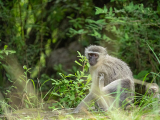 Singe gris qui se gratte avec sa patte arrière 