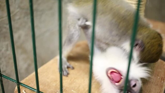 Two funny little monkeys play in green cage in small zoo