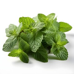 Mint leaves isolated on white background with shadow. Fresh mint leaves for food or drink preparations. Mint isolated. Mint leaf. Mint herb. Herbal leaves