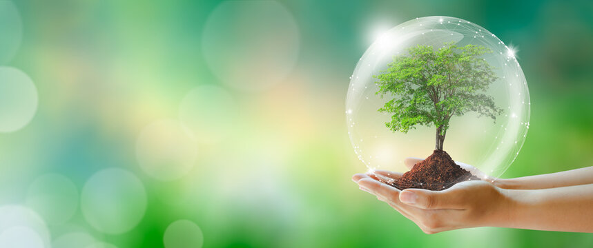 Growing tree in hand with protection from crystal ball. Green background with bokeh. World mental health and World earth day. Saving environment and World Ecology Concept.