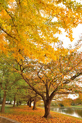 新潟県スポーツ公園の紅葉（新潟県）