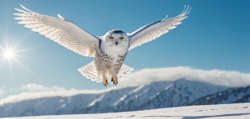  a snowy owl flying through the air with its wings wide open in front of snow covered mountains and a blue sky with the sun shining on it's back.