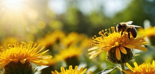  a bee sitting on a yellow flower in the middle of a field of sunflowers with the sun shining through the leaves of the back of the bee's wings.