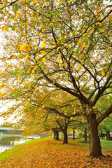 Naklejka premium 新潟県スポーツ公園の紅葉（新潟県）
