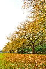新潟県スポーツ公園の紅葉（新潟県）