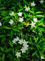 Tabernaemontana divaricata, commonly called pinwheel flower, crape jasmine or chameli ka phool
