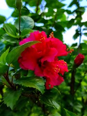 Beautiful red hibiscus flower with green leaves