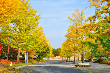 Fototapeta premium 新潟県スポーツ公園の紅葉（新潟県）