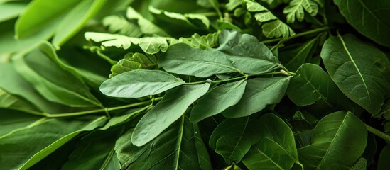 Senna tea's medicinal leaves - obrazy, fototapety, plakaty