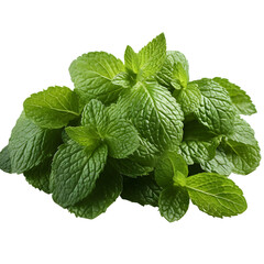 mint leaves png. mint leaf isolated. mint png. fresh mint leaves for food and drinks png. mint top view. mint flat lay png. the mint png