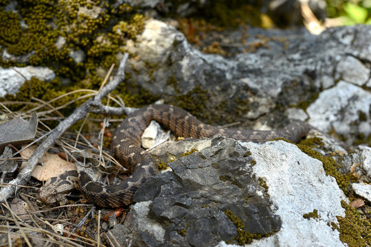 junge Kleinasiatische Bergotter // juvenile Ottoman viper (Montivipera xanthina) - Dalyan, Türkei