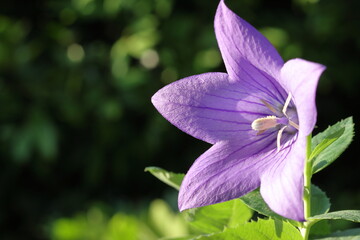 purple balloon flower isolated on nature background. close up of a purple flower