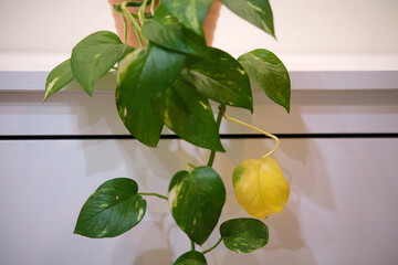 Epipremnum aureum with withered yellow leaves, houseplant disease