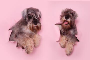 Two miniature schnauzer dogs peeking through a hole in pink paper. Pets through a hole in a pink...