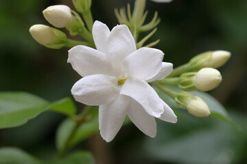 close up of white flower