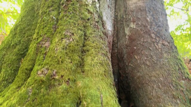 an old beech tree, covered with green moss, has an unexpected appendage that indecently resembles a male phallus, which evokes fantasies about the fantasy of elf druids