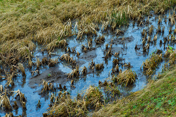 Oil pollution in the water, environmental catastrophe