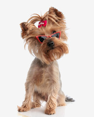 curious little yorkie female dog with sunglasses and red bow looking up