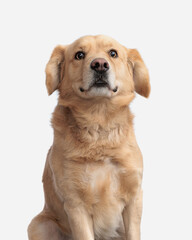 shocked golden retriever dog with big eyes looking forward