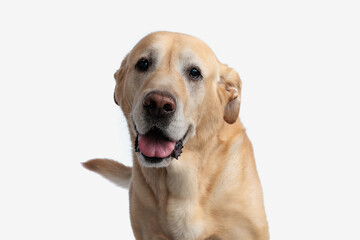 portrait of cute golden retriever dog sticking out tongue and panting