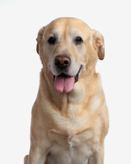 beautiful golden retriever dog looking forward and sticking out tongue