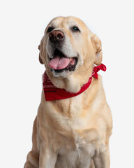 sweet golden retriever puppy with red bandana looking up and panting