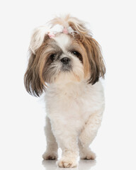 curious little shih tzu female puppy with ponytails looking forward and walking